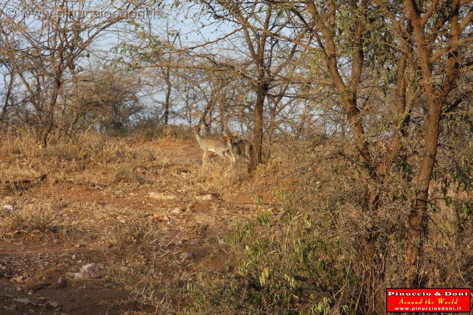 Ethiopia - 631 - Dik Dik.jpg